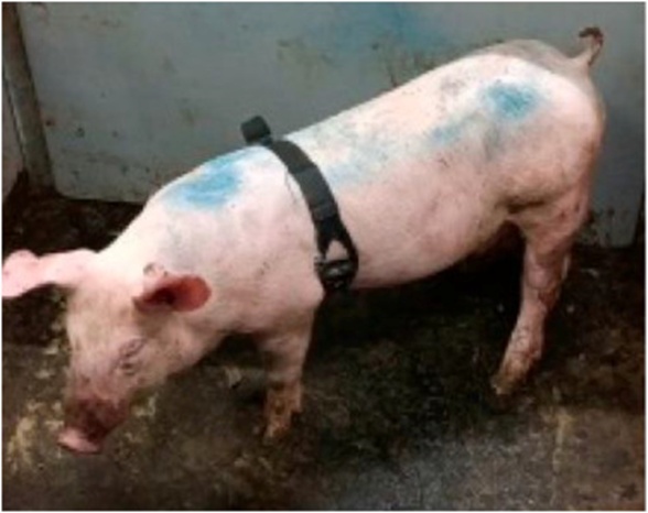 Figure 3. A lateral vantage exposing the piglet outfitted with the Zephyr BioHarness.