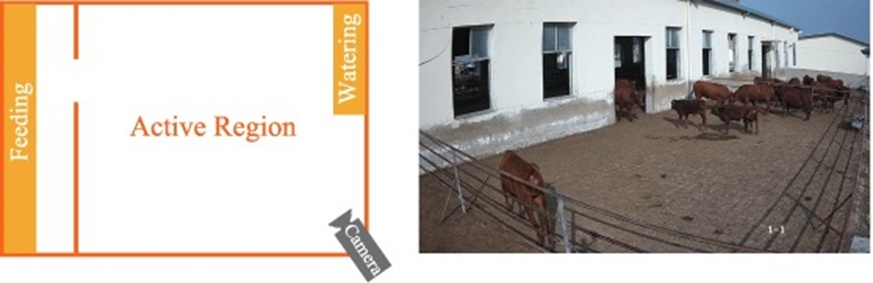 Figure 1. Example of data collection in the cattle farms.