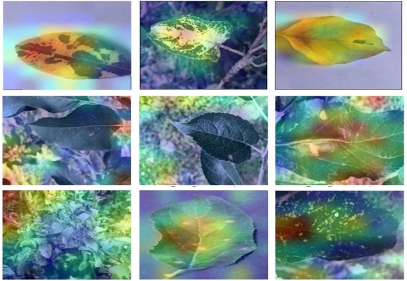 Figure 12. Within this illustration, we bring Grad-CAM to bear to shed light on the critical spatial zones and attributes inside a leaf disease depiction. Grad-CAM provides a refined means to understand where the neural network directs its attention and how it arrives at decisions, thereby deepening our understanding of the image-based disease classification process.