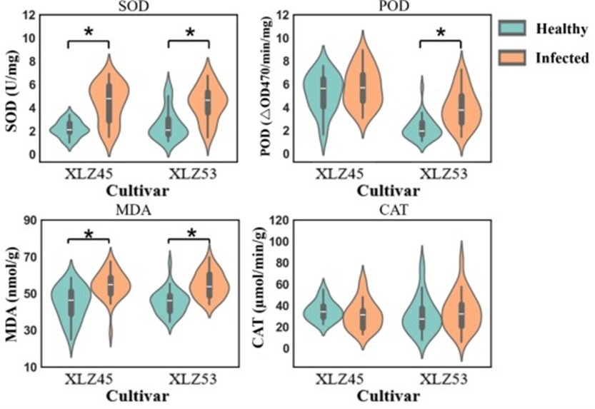 Figure 5. Effects on the physiological indicators of the antioxidation system of both cultivars (* denotes that there is a significant difference at P < 0.05).