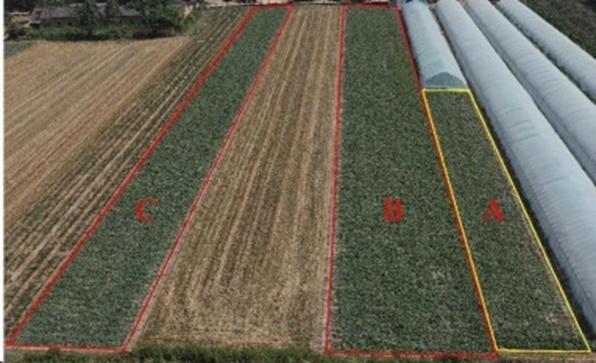 Figure 1. The scene of the watermelon fields. The yellow area represents the shooting area for video A, used for dataset construction. The two red areas represent the shooting areas of videos B and C, which are utilized for counting evaluation (For interpretation of the references to colour in this figure legend, the reader is referred to the web version of this article).
