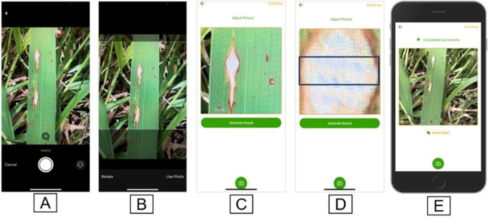 Figure 5. The series of images illustrates the sequential steps following the capture of pictures of the lesion. A) Depicts the image immediately after capture, B) Shows the lesions magnified to a certain extent, C) Displays the entire lesion zoomed in for closer examination, and D) Demonstrates the selection of a box to analyze the area of interest, with the results displayed at the bottom, E) results page.