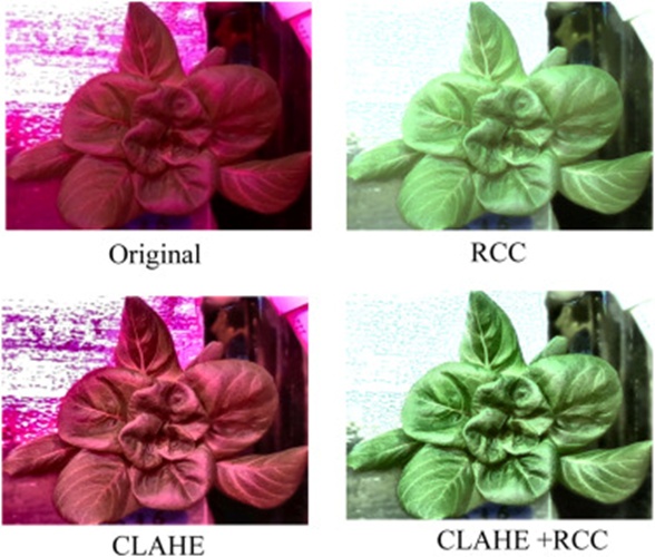 Figure 4. Direct visual comparison of pre-processing approaches (a) untreated, (b) red color correction (RCC), (c) CLAHE, and (d) CLAHE + RCC.