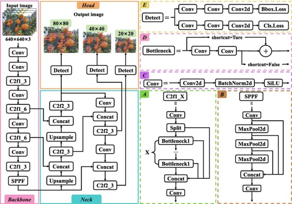 Figure 4. Architecture of the YOLOv8n model: A) C2f1_X cross-stage partial convolution block, B) Fast spatial pyramid pooling module, C) Classic convolutional module, D) Bottleneck module, and E) Detection head.