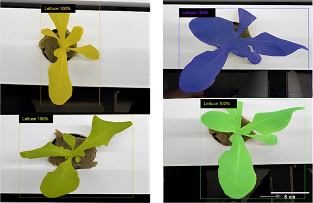 Figure 10. Detection and instance segmentation of lettuce foliage.
