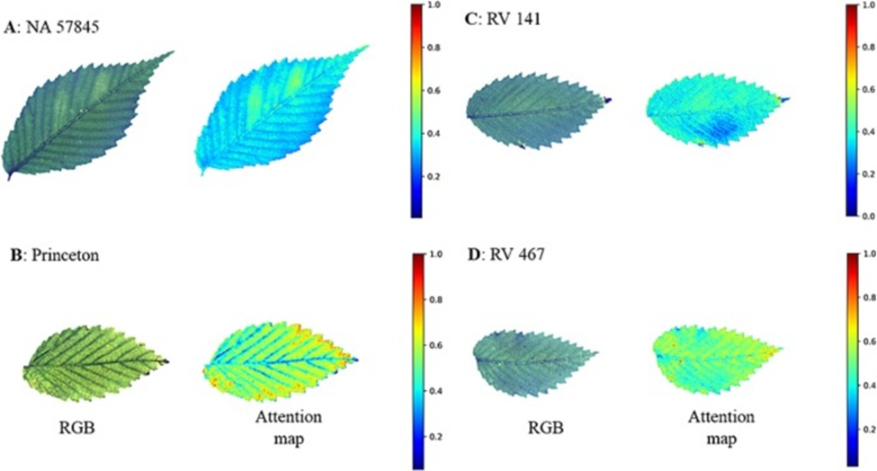 Figure 6. RGB and attention maps of representative leaves for each elm genotype infected with Dutch elm disease (DED). RGB images were derived from multispectral leaf images at 15 weeks post-inoculation. Attention maps representing the spatial feature patterns of the ResNet18 DED detection model were generated using Gradient-weighted Class Activation Mapping. The highlighted regions in each attention map were the most important parts of the image for predicting DED infection.