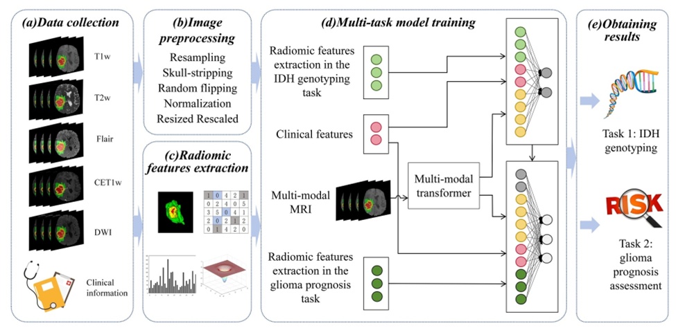 Figure 2. Overall research flowchart of IDH genotyping and glioma prognosis assessment. CET1w, contrast-enhanced T1-weighted imaging; DWI, diffusion-weighted imaging; FLAIR, fluid-attenuated inversion recovery imaging; T1w, T1-weighted imaging; T2w, T2-weighted imaging.