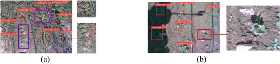 Figure 13. Unrecognized cabbage.