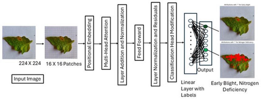 Figure 2. Architecture of the proposed multi-label vision transformer classification model.