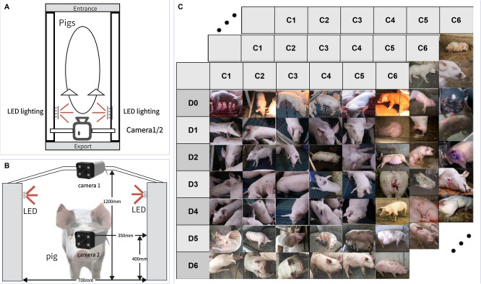 Figure 4. (A) Top view of the image acquisition device, (B) Front view of the image acquisition device, and (C) Acquisition of collated matrix images. C series from C1 to C6 are: stunted, poorly developed, normally developed, well developed, extremely well developed, and disease state. D series from D0 to D6 are: nursery pigs, 50 to 70 days old, 70 to 90 days old, 90 to 110 days old, 110 to 130 days old, 130 to 150 days old, and 150 days old to farrowing.