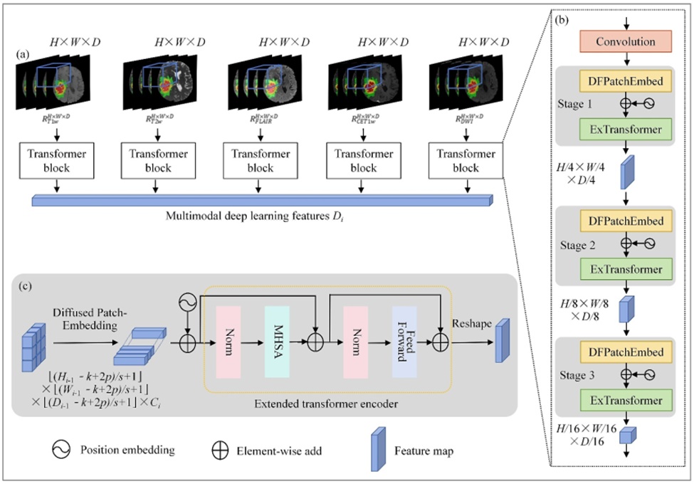 Figure 3. The overall architecture of the multi-modal transformer learning. (a) Multi-modal transformer structure for deep learning feature extraction from multi-modal MRI images; (b) internal mechanism of the transformer module incorporating DFPatchEmbed and ExTransformer; (c) data flow details of DFPatchEmbed and ExTransformer. DFPatchEmbed, diffused patch embedding; ExTransformer, extended transformer encoder; MHSA, multi-headed self-attention; Norm, normalisation.