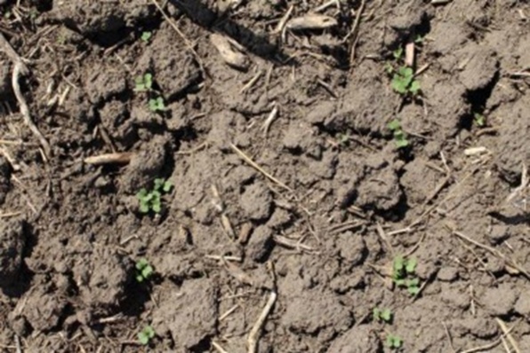 Figure 2. Example of a plot with two rows of plants.