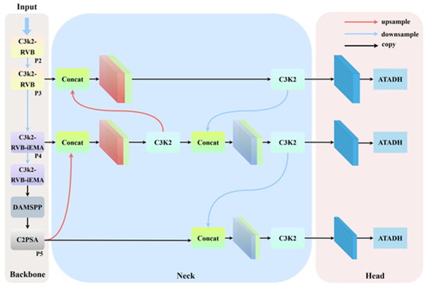 Figure 4. Model structure diagram of RDT-YOLO.