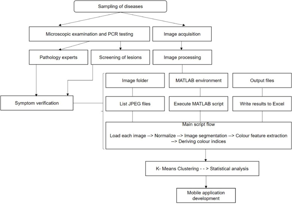 Figure 2. Overall system architecture for disease detection. This diagram illustrates the comprehensive workflow for detecting RB and BS diseases in rice leaves.
