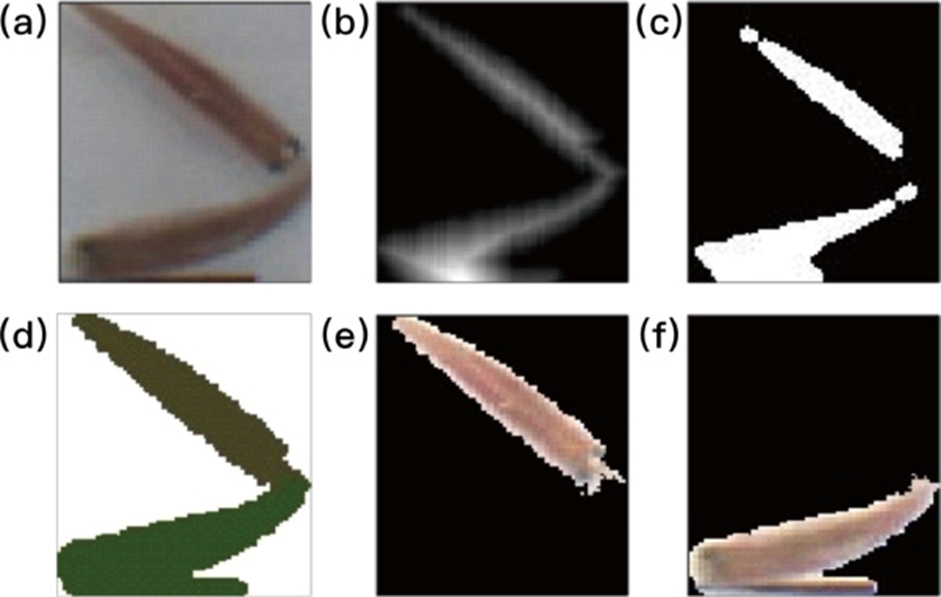 Figure 3. Segmentation results of dense or overlapping fish images: (a) Original image of connecting fish, (b) Distance gradient map, (c) Seed point map obtained after erosion, (d) Segmented image, (e, f) Images of a single fish after segmentation.