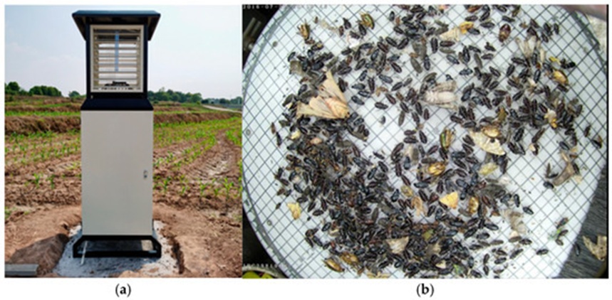Figure 1. The automatic mechatronic device for insect image collection: (a) An insect monitoring light trap; (b) The image captured by the device (Source: The image is sourced from the dataset published by Wang et al. [26]).