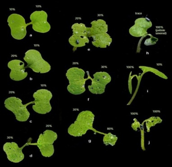 Figure 4. Example of oilseed rape cotyledons and individual damage. Final plant damage is the average value (Photo: Soroka and Underwood, AAFC-Saskatoon). Flea beetle – Prairie Pest Monitoring Network.