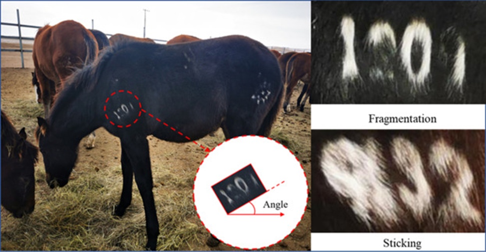 Figure 1. Brand location dataset.
