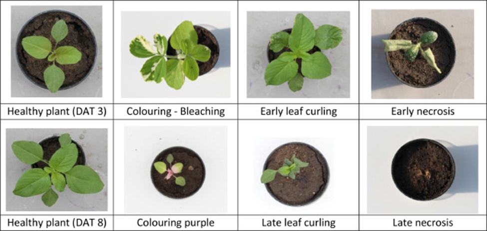 Figure 2. Illustrations of plants at differing DAT values. Two specimens are vigorous, whereas the others manifest assorted symptoms.