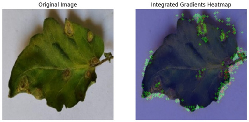 Figure 14. Integrated gradients successfully identified multiple diseased areas.