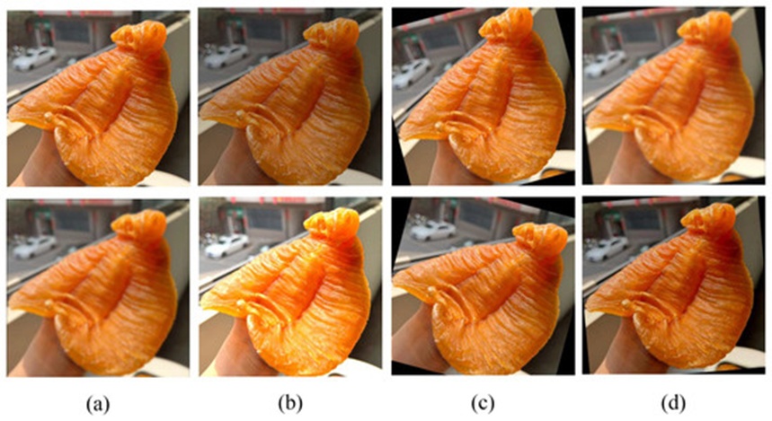 Figure 3. Illustration of image enhancement strategies: (a) original and blur up to 1.5px, (b) brightness adjustment between −25% and +25%, (c) rotation between −15° and +15°, and (d) mixed augmentation.