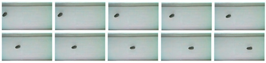 Figure 15. Continuous image acquisition of an insect (In this figure, Holotrichia parallela is selected for demonstration).