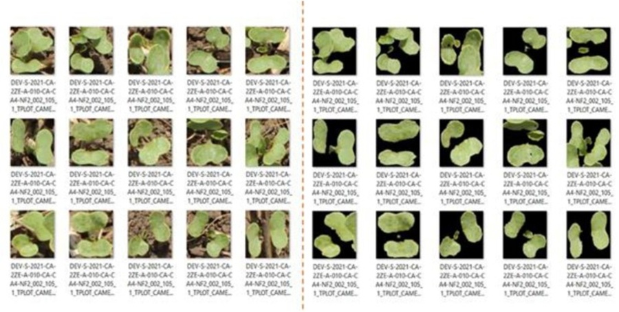 Figure 13. Examples of original images of plants and those plants without a background.