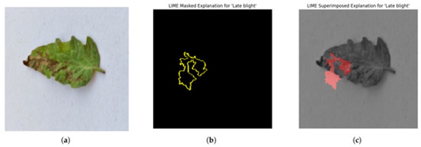 Figure 11. (a–c) LIME identified the diseased area.