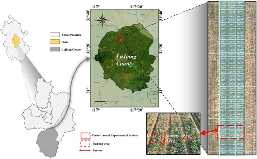 Figure 2. The research area and planting scheme of different varieties of rape. The green rectangles represent the planting areas of a specific variety, and the white text indicates the variety number (For interpretation of the references to color in this figure legend, the reader is referred to the web version of this article).