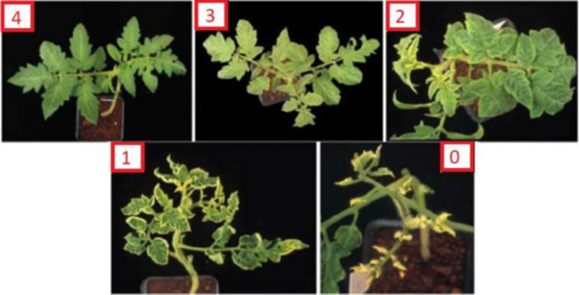 Figure 2. TYLCV resistance levels of infected plants in clean lab conditions.