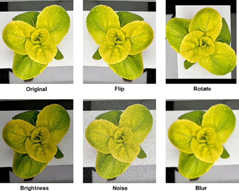 Figure 3. Example of different augmentation operations applied to the original image.