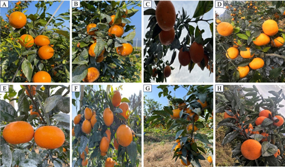 Figure 2. Images of Orah fruits in complex orchard environments: A) Straight sunlight, B) Side light, C) Back light, D) Cloudy, E) Slight occlusion, F) Fruit overlapping, G) Branch-leaf occlusion, and H) Fruit overlapping and branch-leaf occlusion.