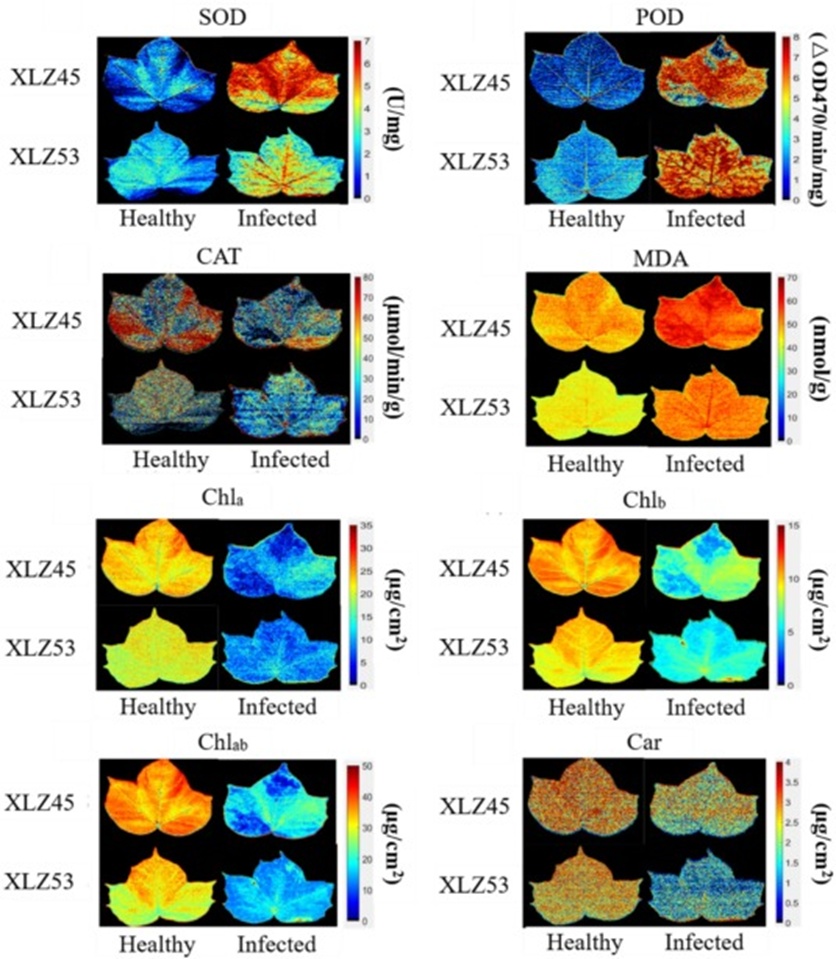 Figure 9. The visual distribution map developed for antioxidant indicators and photosynthetic pigments.