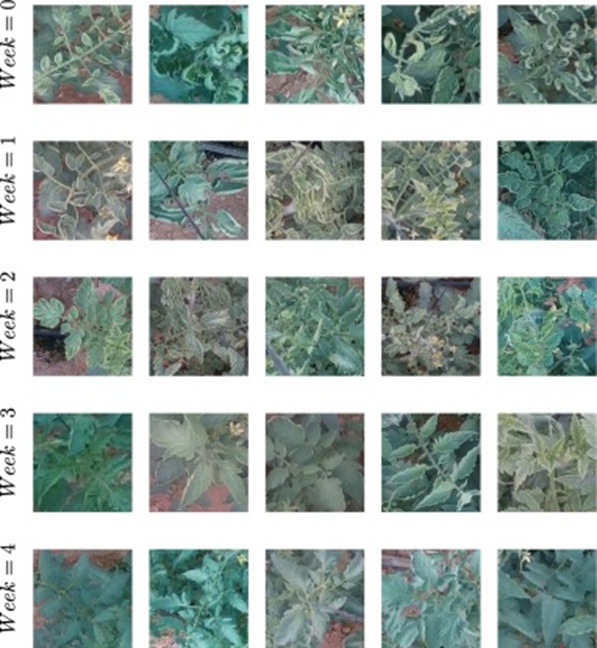 Figure 3. Manifestation of TYLCV symptoms in various hybrids at the various resistance levels in our dataset.