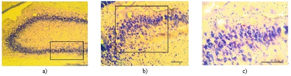 Figure 4. Nissl staining of hippocampal neurons from rats treated with DMSO. Scale bar: A-C 100 µm.