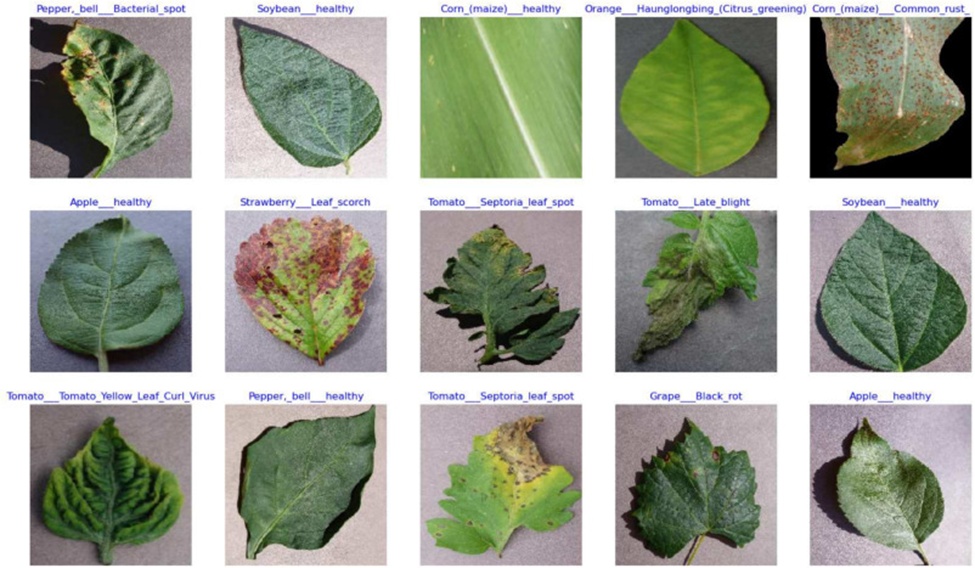 Figure 2. This figure presents a set of exemplary input photographs, each offering an insightful view of the dataset’s content from a different angle. These photos provide context for the rich visual data under investigation and serve as the basis for the further analysis and insights offered in this work.