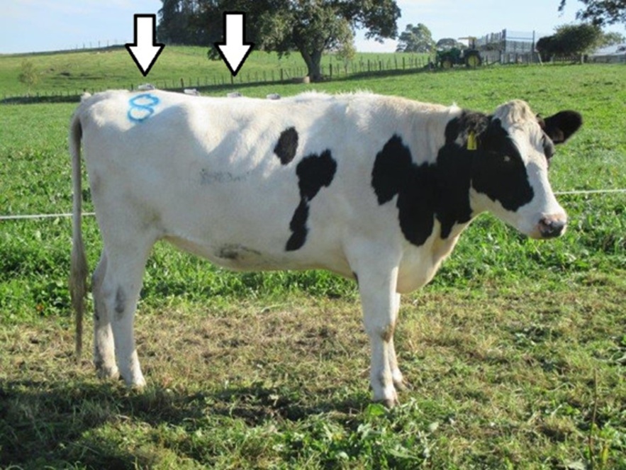 Figure 1. Arrangement of accelerometer sensors on the cows. Sensor units were placed on the spine at the hipline and at a point 400 mm anterior along the spine (the cow shown also carried sensors at 200 mm and 600 mm). Analysis was restricted to data collected at the hipline and the 400 mm position (marked by arrows).