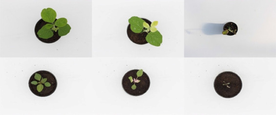 Figure 1. Illustrative pictures drawn from the dataset. Upper row, soybean. Lower row, redroot amaranth.