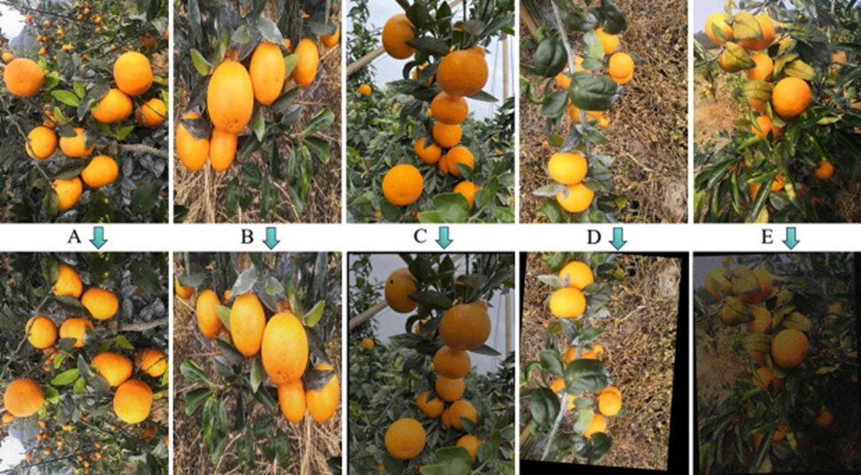 Figure 3. Images of complex scenes after data augmentation: A) Flipped, B) Mirrored, C) Noise added, D) Flipped and rotated, and E) Rotated, noise added, and brightness adjusted.