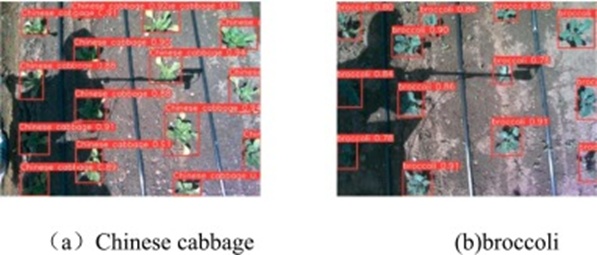 Figure 11. Recognition results of Chinese cabbage and broccoli.