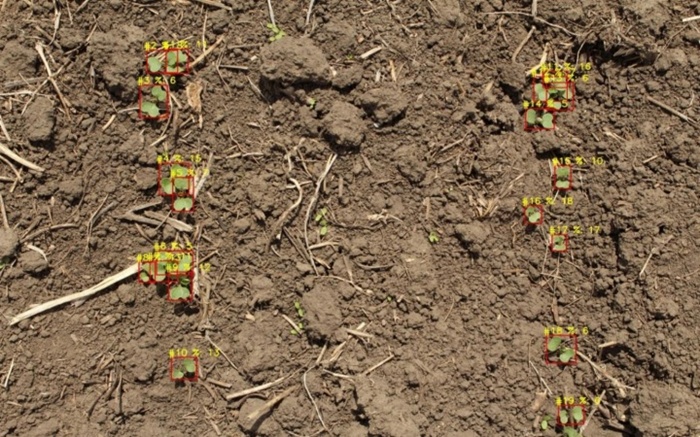 Figure 14. Example of output image with the detected plants and the estimated damage for any of the plants.
