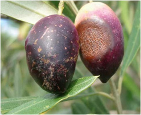 Figure 9. Sample of anthracnose disease.
