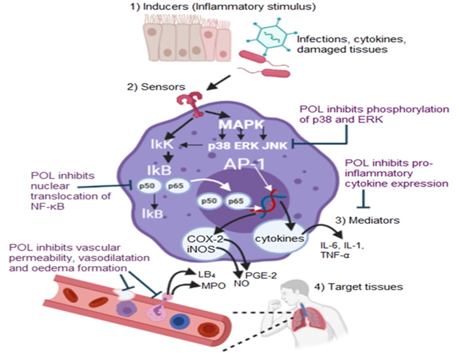 Figure 3. Molecular mechanisms underlying the anti-inflammatory action of POL. NF-κB refers to a group of dimeric transcription factors composed of five distinct protein monomers: p65, RelB, cRel, p50, and p52. Its activation is initiated when IκB inhibitor proteins are degraded, which permits the translocation of free NF-κB dimers—such as p50-p65—into the nucleus. Activating protein 1 (AP-1), another key transcription factor, is primarily composed of proteins from the c-Jun and c-Fos families and plays a crucial role in regulating inflammation-related gene expression.