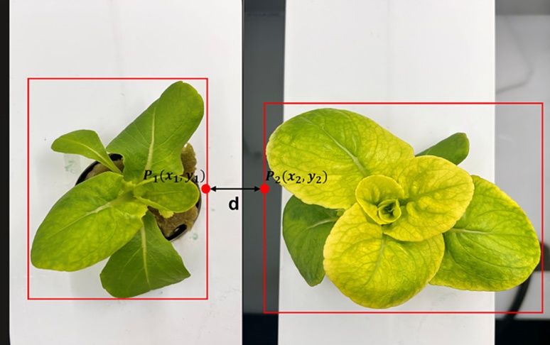 Figure 8. Calculation of distance between plants using bounding boxes.