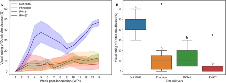 Figure 3. (A) Disease progress curves of elm trees inoculated with Ophiostoma novo-ulmi based on the visual assessment foliar symptoms potentially induced by the infection of Dutch elm diseases (shaped regions were 95% confidence intervals of estimated mean of visual disease rating, n = 4 to 12); (B) Comparison of disease severity among four elm genotypes at 14 weeks post-inoculation using one-way Analysis of Variance (ANOVA) followed by Tukey honestly significant difference (HSD) with α level of 0.05.