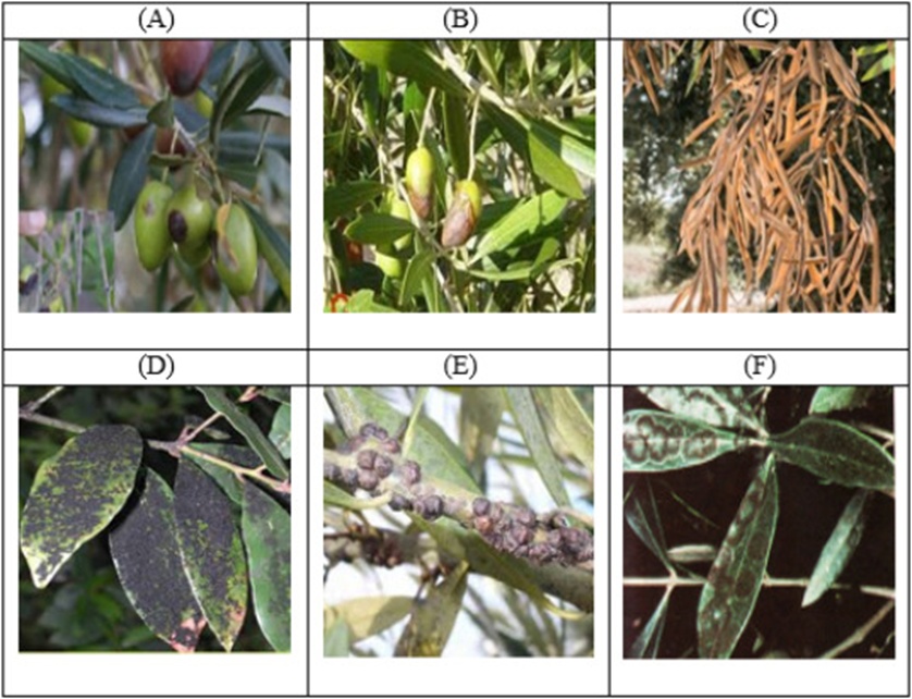 Figure 5. Sample of olive dataset diseases used in experimentation (A, B) Anthracnose, (C) Verticilliose, (D) Fumigina, (E) Saissetia oleae, and (F) Cyclonium OP.
