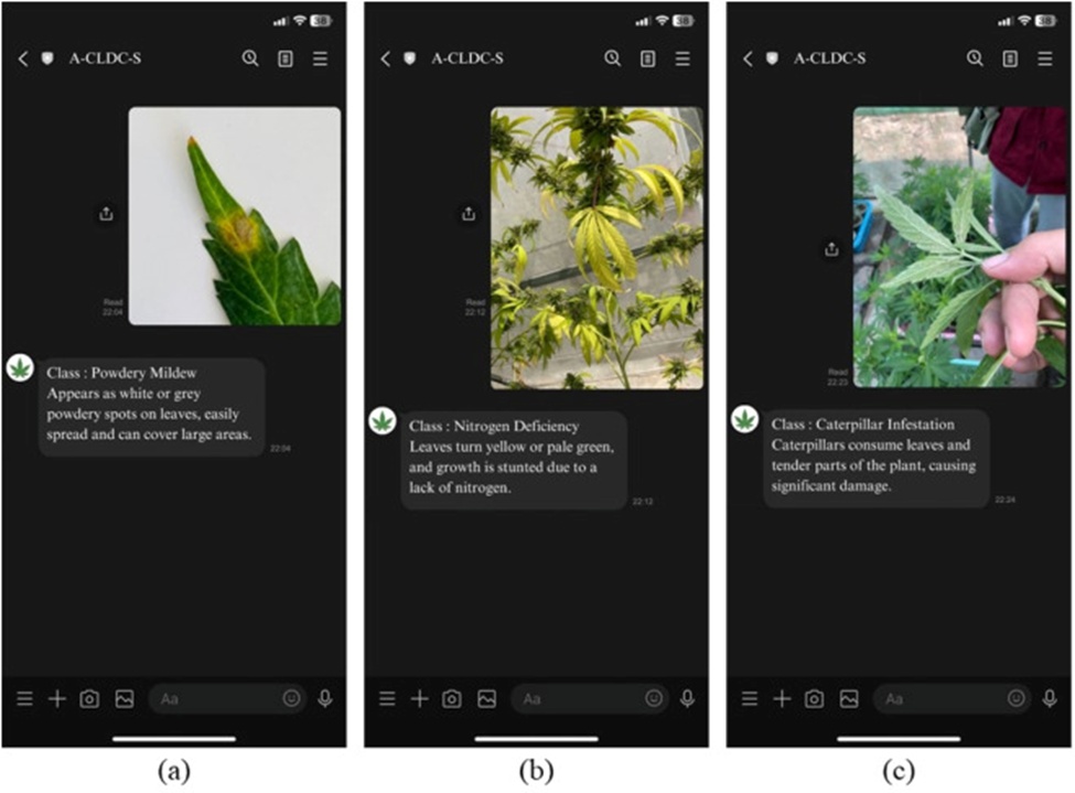Figure 10. User interface of A-CLDC-S (a) A-CLDC-S chatbot interface identifying Powdery Mildew on a cannabis leaf, (b) The system diagnoses Nitrogen Deficiency, indicating its impact on plant health, and (c) Chatbot detection of Caterpillar Infestation, showing its damage to the plant.