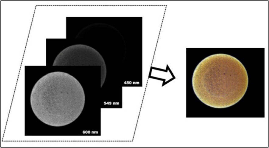 Figure 2. Generation of pseudo-RGB images combining 600, 549, and 450 nm bands.