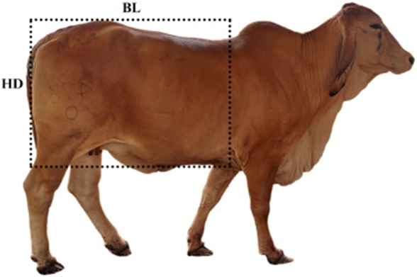 Figure 1. Drawing bounding boxes around the body of cattle based on the widths of hip depth (HD) and body length (BL).