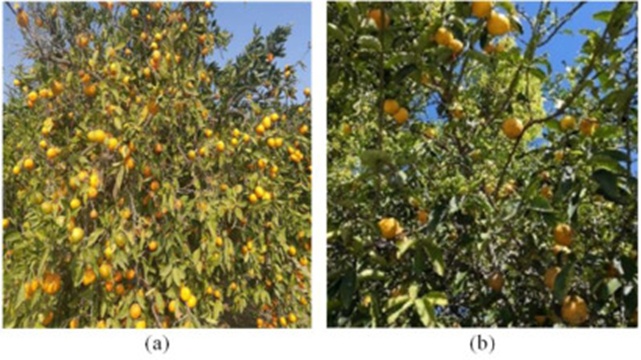 Figure 4. (a) High and (b) low fruit density citrus trees.